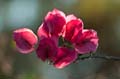 017 Kreta, Drillingsblume, Bougainvillea