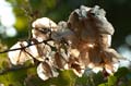 018 Kreta, Drillingsblume, Bougainvillea