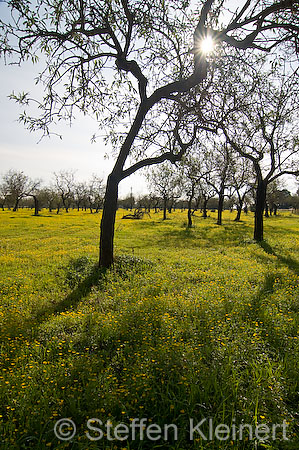 020 Mallorca - Olivenbäume