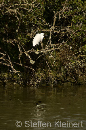 051 Mallorca - S'Albufera - Seidenreiher