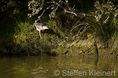 052 Mallorca - S'Albufera - Nachtreiher