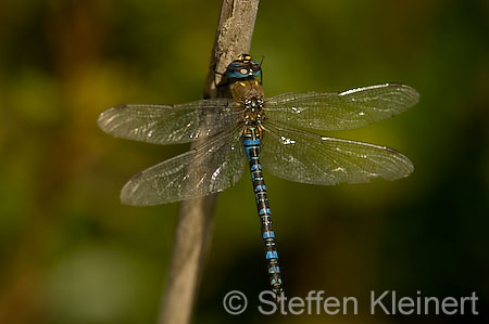 053 Mallorca - S'Albufera - Herbst-Mosaikjungfer