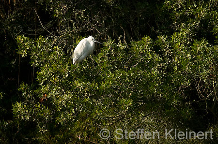 056 Mallorca - S'Albufera - Seidenreiher