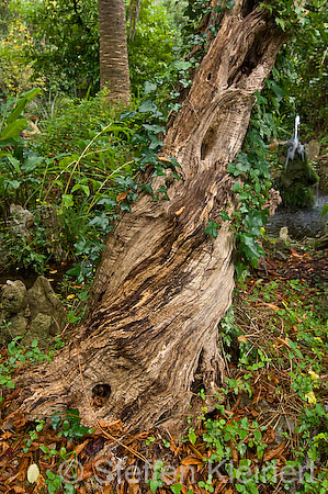 100 Mallorca - Kloster Lluc - Bot. Garten