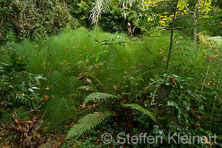 101 Mallorca - Kloster Lluc - Bot. Garten