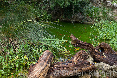 102 Mallorca - Kloster Lluc - Bot. Garten