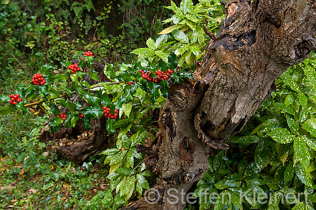 109 Mallorca - Kloster Lluc - Bot. Garten