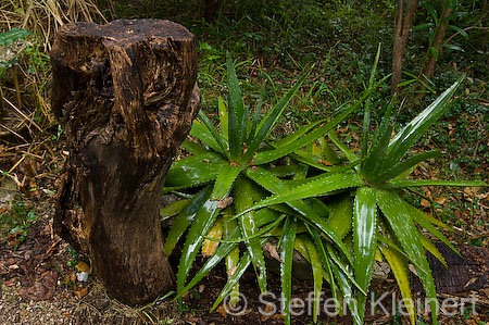 110 Mallorca - Kloster Lluc - Bot. Garten