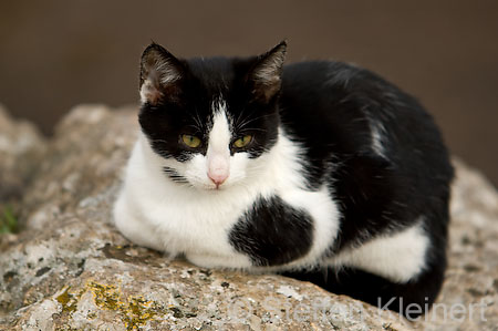 113 Mallorca - Kloster Lluc - Katzen