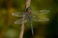 053 Mallorca - S'Albufera - Herbst-Mosaikjungfer