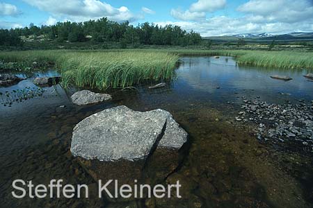 norwegen - dovrefjell 004