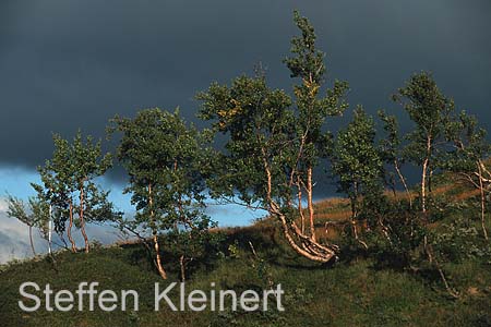 norwegen - krueppelbirken 100