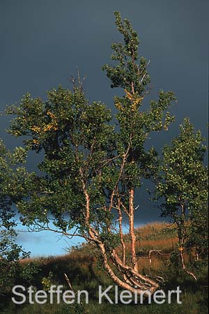 norwegen - krueppelbirken 101