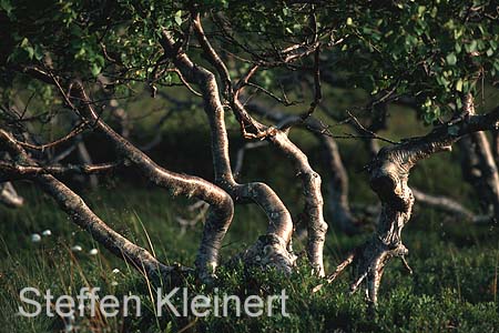 norwegen - krueppelbirken 103