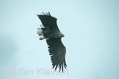 norwegen - lofoten seeadler 066