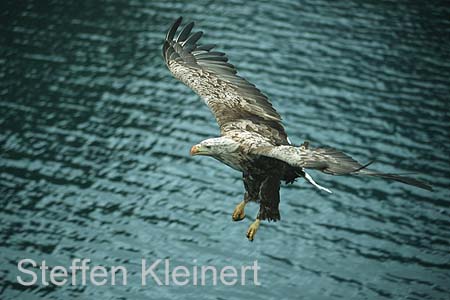 norwegen - lofoten seeadler 067