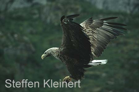 norwegen - lofoten seeadler 068