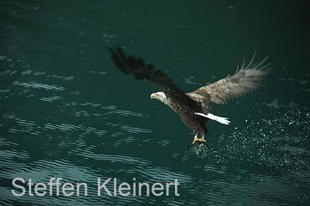 norwegen - lofoten seeadler 069