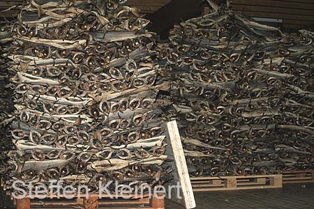 norwegen - lofoten stockfisch 072