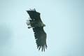 norwegen - lofoten seeadler 066