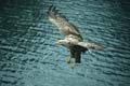 norwegen - lofoten seeadler 067