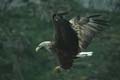 norwegen - lofoten seeadler 068