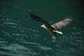 norwegen - lofoten seeadler 069