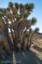 Red Rock Canyon SP of California, Kalifornien, USA 25