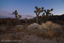 Red Rock Canyon SP of California, Kalifornien, USA 28