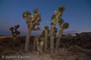 Red Rock Canyon SP of California, Kalifornien, USA 29