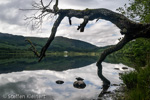 0267 Schottland, Highlands, The Trossachs, Loch Chon