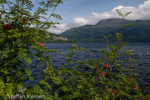 0327 Schottland, Highlands, Loch Lomond