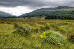 0384 Schottland, Highlands bei Bridge of Orchy