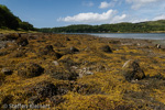 0522 Schottland, Highlands, Loch Feochan im Westen