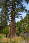 0800 Schottland, Highlands, nahe Loch Broom, Mammutbaum, Wellingtonie