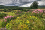 1010 Schottland, Highlands, Sutherlandimpressionen