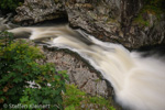 1017 Schottland, Highlands, Falls of Shin, Lachse