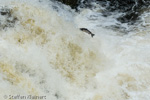 1029 Schottland, Highlands, Falls of Shin, Lachse