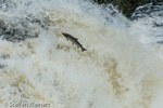 1050 Schottland, Highlands, Falls of Shin, Lachse