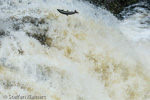 1053 Schottland, Highlands, Falls of Shin, Lachse