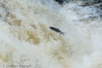 1070 Schottland, Highlands, Falls of Shin, Lachse