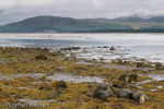 1101 Schottland, Kegelrobben, Seehunde, Seals