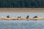 1120 Schottland, Kegelrobben, Seehunde, Seals