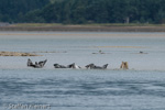 1126 Schottland, Kegelrobben, Seehunde, Seals