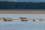 1140 Schottland, Kegelrobben, Seehunde, Seals