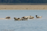 1165 Schottland, Kegelrobben, Seehunde, Seals