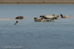 1172 Schottland, Kegelrobben, Seehunde, Seals