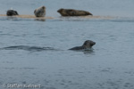 1186 Schottland, Kegelrobben, Seehunde, Seals