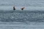 1204 Schottland, Kegelrobben, Seehunde, Seals