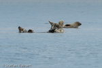 1210 Schottland, Kegelrobben, Seehunde, Seals